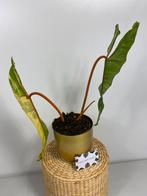 Philodendron Billietiae Variegata, Huis en Inrichting, Kamerplanten, Ophalen of Verzenden, Overige soorten, Minder dan 100 cm