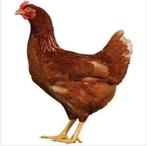 Kippen, Dieren en Toebehoren, Pluimvee, Vrouwelijk, Kip