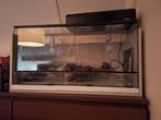 Terrarium met toebehoren, Dieren en Toebehoren, Reptielen en Amfibieën | Toebehoren, Ophalen, Gebruikt, Terrarium of Paludarium
