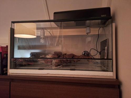 Terrarium met toebehoren, Dieren en Toebehoren, Reptielen en Amfibieën | Toebehoren, Gebruikt, Terrarium of Paludarium, Ophalen
