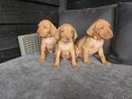Vizsla pups met stamboom FCI, Overige rassen, CDV (hondenziekte), 8 tot 15 weken, Meerdere