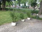 Fargesia Robusta Pingwu, niet woekerende bamboe!, Volle zon, Vaste plant, Bloeit niet, Ophalen