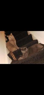 Britse korthaar 2 katters met stamboom, Dieren en Toebehoren, Katten en Kittens | Overige Katten, Kater