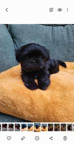 Boomer pup, 8 tot 15 weken, Eén hond, Nederland, Particulier