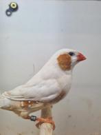 Te koop koppel oranje isabel man van 2025, Dieren en Toebehoren, Vogels | Overige Vogels, Meerdere dieren, Wildzangvogel