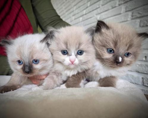 Lieve Ragdoll kittens, Dieren en Toebehoren, Katten en Kittens | Raskatten | Langhaar, Meerdere dieren