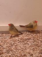 Koppeltje binsen astrilde, Dieren en Toebehoren, Meerdere dieren, Geringd