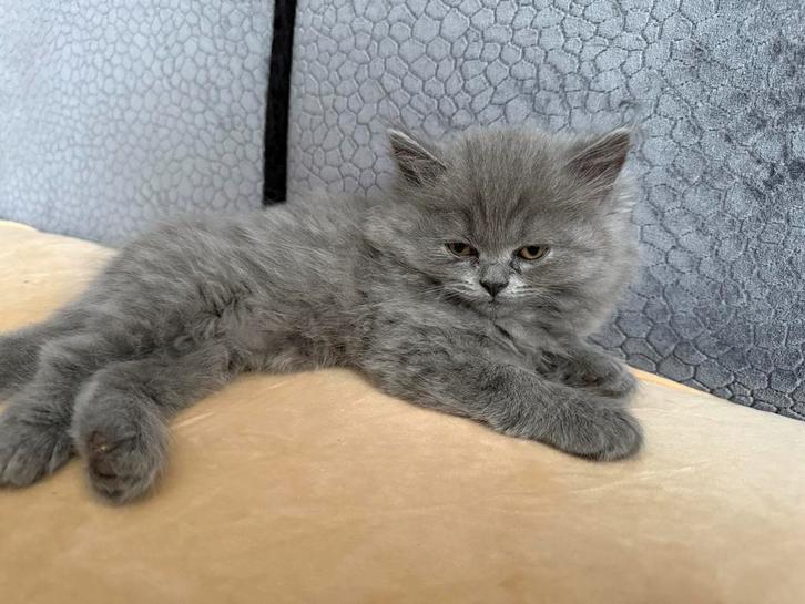 British Shorthair, Dieren en Toebehoren, Katten en Kittens | Raskatten | Korthaar