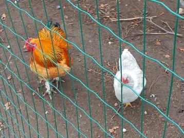 Wyandotte kuikens en broedeieren beschikbaar voor biedingen