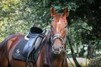 Lieve 5 jarige vos merrie zoekt nieuw huis, Dieren en Toebehoren, Paarden, Merrie, B, Gechipt, 3 tot 6 jaar