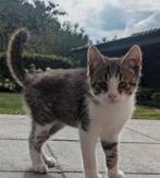 Lief katertje is zindelijk en erg speels 11 weken oud, Dieren en Toebehoren, Katten en Kittens | Overige Katten, Kater
