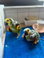 Handtamme geelschouder blauwvoorhoofd amazones, Dieren en Toebehoren, Meerdere dieren, Papegaai, Geringd