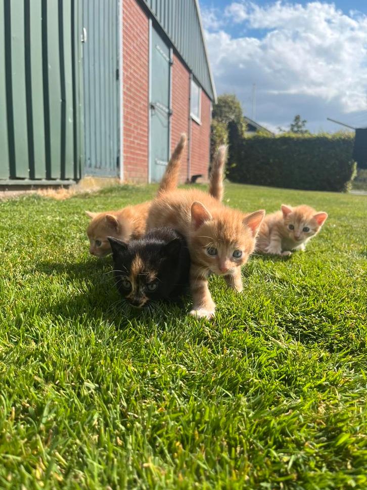 4 mooie boerderij kittens te koop!, Dieren en Toebehoren, Katten en Kittens | Overige Katten, Kortharig, Meerdere dieren, 0 tot 2 jaar