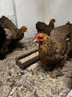 Brahma Groot Meerzomig patrijs en blauw patrijs hennen, Dieren en Toebehoren, Vrouwelijk, Kip