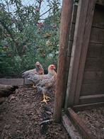 Bielefelder Hanen te koop, Dieren en Toebehoren, Pluimvee, Mannelijk, Kip