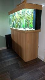 Aquarium + vissenbestand te koop, Ophalen of Verzenden, Zo goed als nieuw, Gevuld zoetwateraquarium