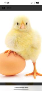 Kuikens, Meerdere dieren, Kip