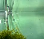 Baby guppies, Dieren en Toebehoren, Vis