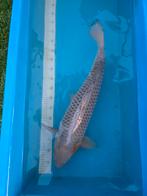 Zeer mooie Ochiba 70cm, Dieren en Toebehoren, Vissen | Vijvervissen, Karper of Koi