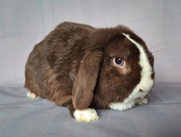 Nhd x minilop ram - choco vienna (blauwe ogen) beschikbaar voor biedingen