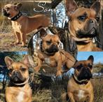 Franse bulldog dekreu, Eén persoon, Ticket of Toegangskaart