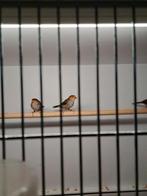 Oranje kaakjes, Dieren en Toebehoren, Vogels | Overige Vogels, Meerdere dieren, Tropenvogel, Geringd