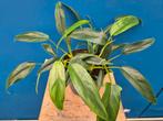 Philodendron 69686 p17, Ophalen of Verzenden, Halfschaduw, Minder dan 100 cm