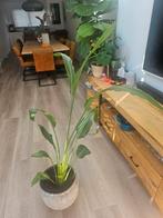 Strelitzia Nicolai - 1 jaar oud in pot, Ophalen of Verzenden