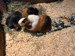 Twee cavia’s, Dieren en Toebehoren, Knaagdieren, Cavia, Mannelijk, November, Tam