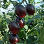 Baby groenten, tomaten, voor tuin en moestuin, Tuin en Terras, Planten | Tuinplanten, Volle zon, Groenteplanten, Eenjarig, Ophalen of Verzenden