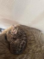 Prachtige, raszuivere brown tabby en zilverbengaal kitten, Poes, Ontwormd