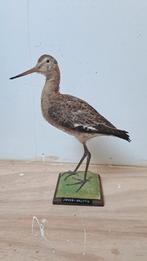 Prachtige Opgezette Vogel Grutto! Nieuwstaat!, Ophalen of Verzenden, Zo goed als nieuw, Vogel, Opgezet dier