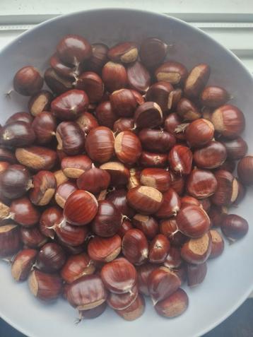 Verse Kastanjes te Koop! beschikbaar voor biedingen