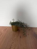 Nep plant, Ophalen, Zo goed als nieuw