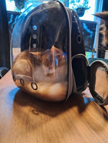 Katten rugtas. beschikbaar voor biedingen