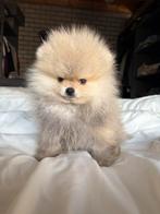 pomeriaan pup, Dieren en Toebehoren, Honden | Poolhonden, Keeshonden en Oertypen, Particulier, Reu, 8 tot 15 weken, Buitenland