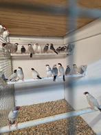 Rijst vogels, Dieren en Toebehoren, Meerdere dieren