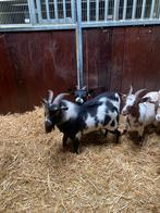 Prachtige bonte dwergbok, Dieren en Toebehoren, Schapen, Geiten en Varkens, Mannelijk, Geit