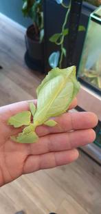 Phyllium limogesi eieren, Dieren en Toebehoren, Insecten en Spinnen, Overige soorten