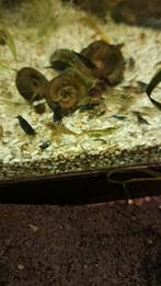 Zwarte Garnalen 2,00, Dieren en Toebehoren, Vissen | Aquariumvissen, Kreeft, Krab of Garnaal