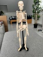 Te koop Anatomisch skelet model, Diversen, Schoolbenodigdheden, Ophalen, Zo goed als nieuw