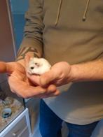 Hamster inclusief huisvesting en toebehoren, Mannelijk, Hamster