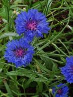 Korenbloem blauw, Ophalen of Verzenden, Voorjaar, Volle zon, Zaad