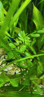 Blauwe Neocaridina garnalen, Kreeft, Krab of Garnaal