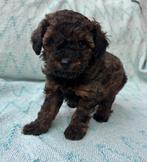 Dwergpoedel pups met fci stamboom zoeken nieuw huisje, Dieren en Toebehoren, Poedel, Parvo, 8 tot 15 weken, Meerdere