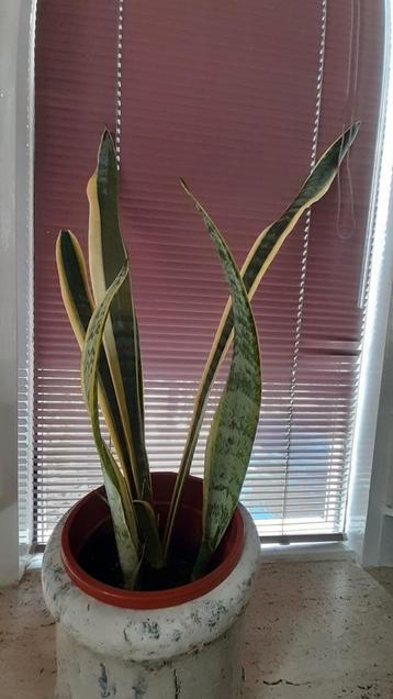 Sanseveria ( 1 is  67 cm ) zonder de witte  pot. beschikbaar voor biedingen