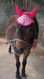 Stalling gezocht voor mijn shetlander, Dieren en Toebehoren, Weidegang, 1 paard of pony