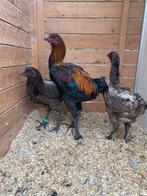 Haan met 2 hennen luikse vechter OPHALEN HASSELT BELGIE, Meerdere dieren, Kip