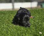 Te koop leuk kruising teckel pups ( tekkel), Dieren en Toebehoren, Honden | Niet-rashonden, Nederland, CDV (hondenziekte), 8 tot 15 weken