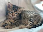 Kitten abbesijn/ britse korthaar, Dieren en Toebehoren, Poes, Ontwormd, 0 tot 2 jaar